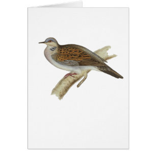 Turtle Dove Cards