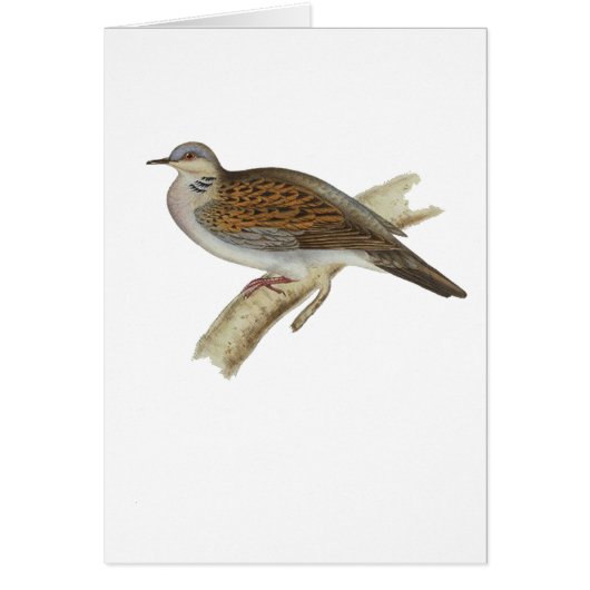 Turtle Dove Cards (Front)