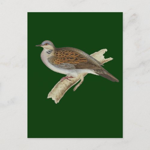 Turtle Dove Postcard