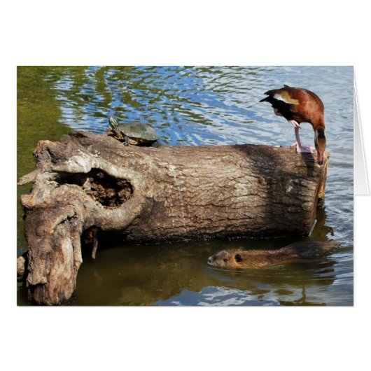 Turtle, Duck and Nutria Cards (Front Horizontal)
