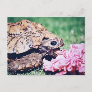 TURTLE EATING A FLOWER POSTCARD