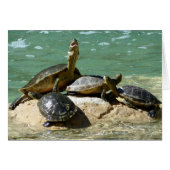 Turtle family (Front Horizontal)