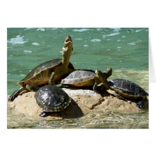 Turtle family cards (Front Horizontal)