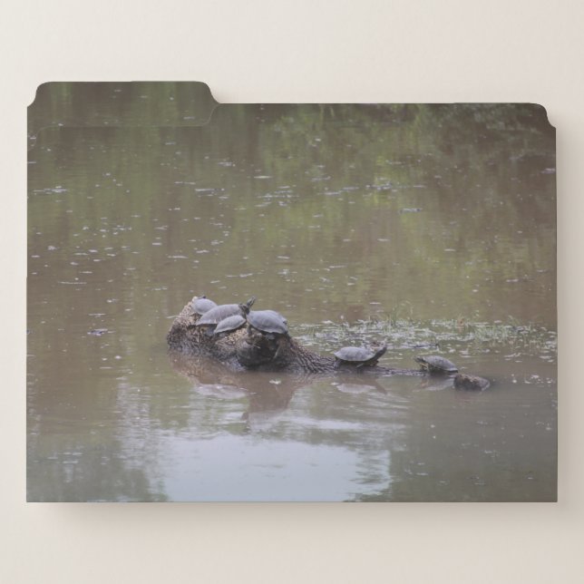 Turtle File Folders (Front Left)