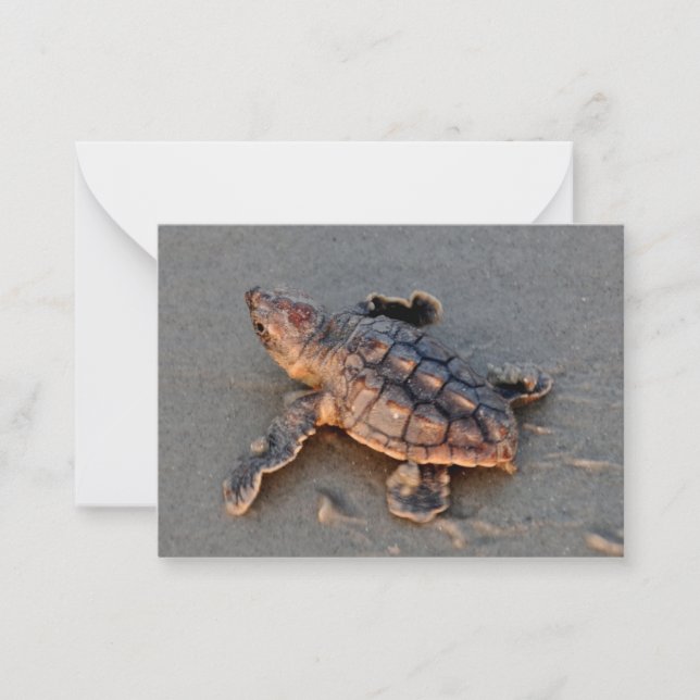 Turtle Hatchling note card (Front)