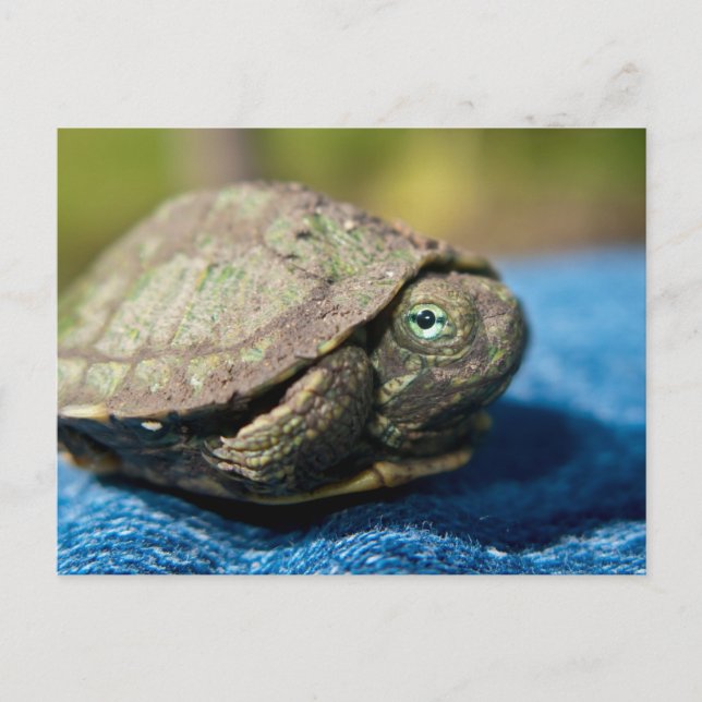 Turtle Hatchling on Denim Postcard (Front)