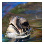 Turtle Head Poster