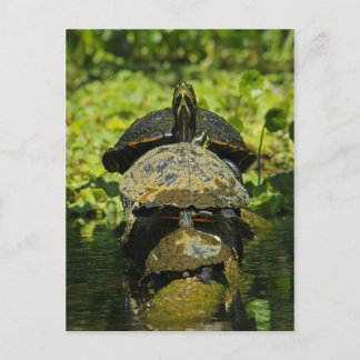 Turtle High Postcard