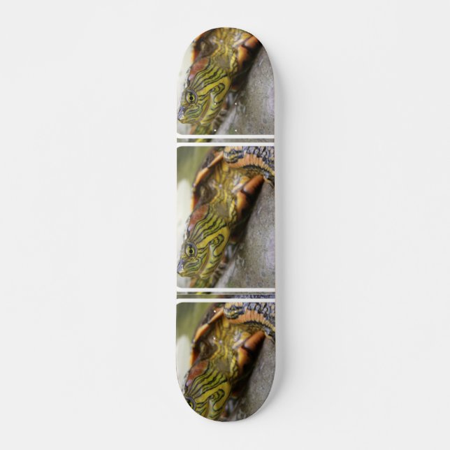 Turtle Identification Skateboard Deck (Front)