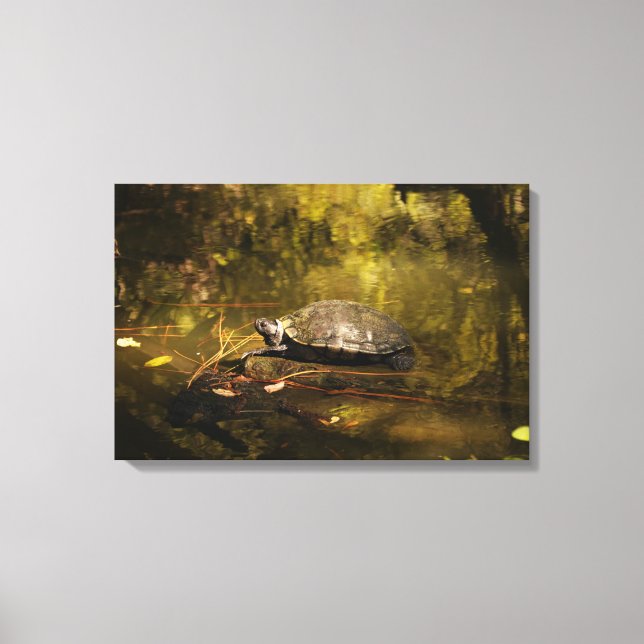Turtle in Natural Environment - Canvas Print (Front)