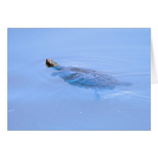 Turtle In Pond Cards