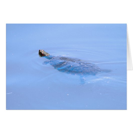 Turtle In Pond Cards (Front Horizontal)