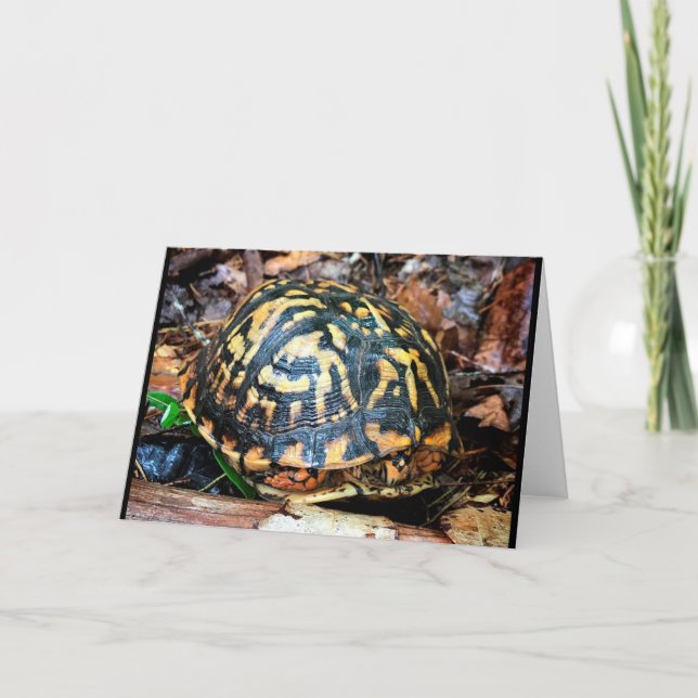 Turtle in the Forest, Chester, South Carolina Card (Front)