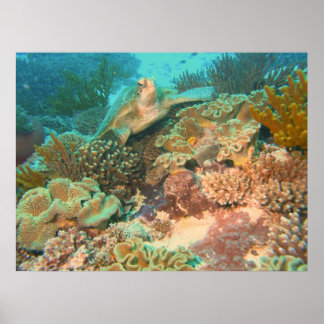 Turtle in the Reef Poster