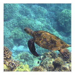 turtle in the sea acrylic print