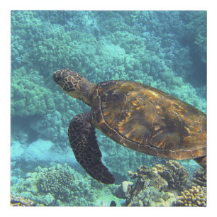 turtle in the sea faux canvas print