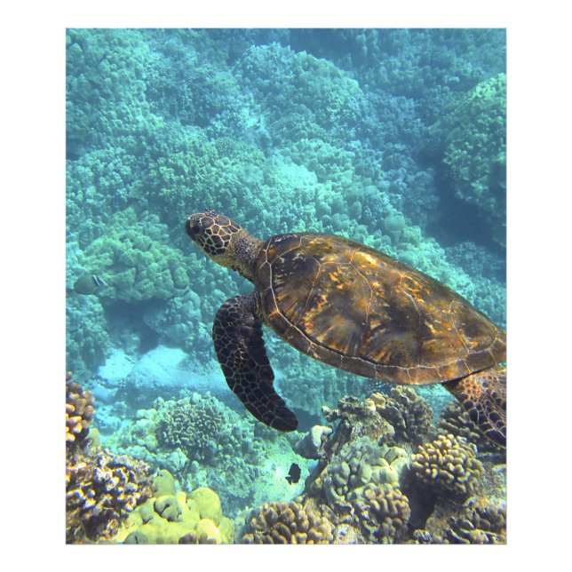 turtle in the sea photo print (Front)