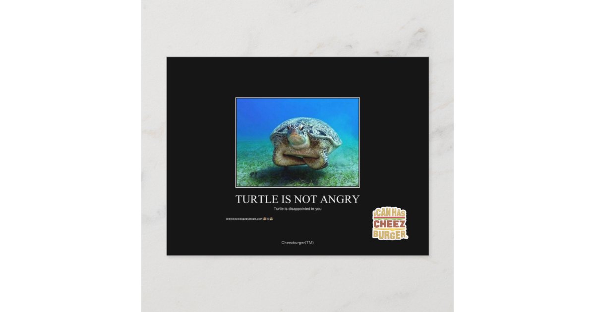Turtle Is Not Angry Postcard | Zazzle
