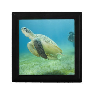 Turtle Jewelry Box