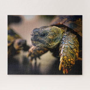 Turtle, Jigsaw Puzzle