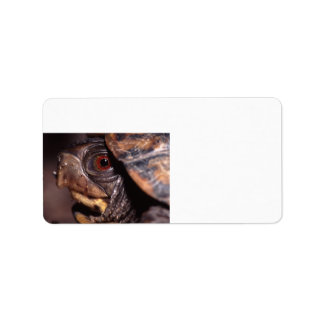 turtle label