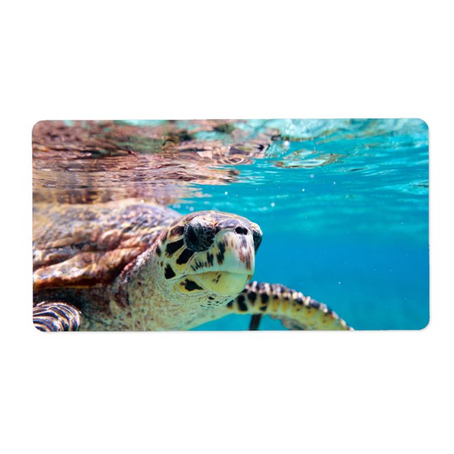 Turtle Label (Front)