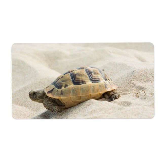 Turtle Label (Front)