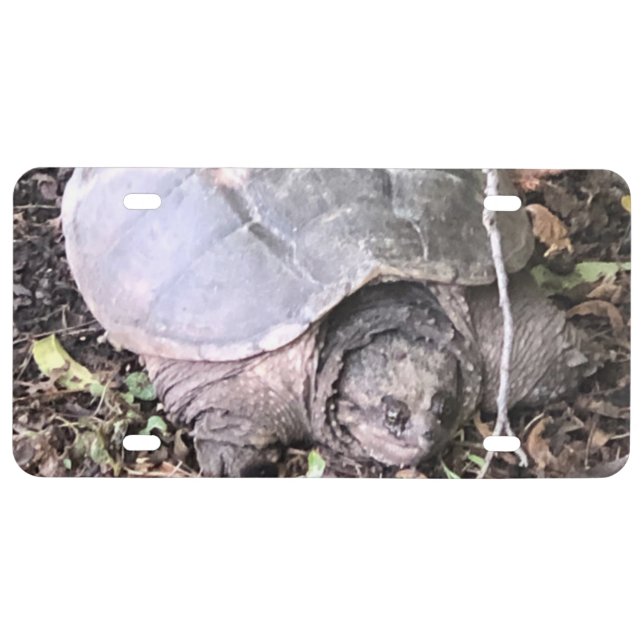Turtle License Plate (Front)