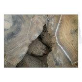 Turtle Love (Front Horizontal)