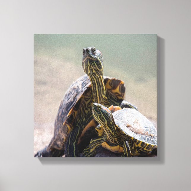 Turtle Love Canvas Print (Front)