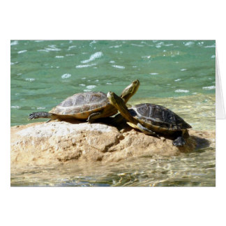 Turtle Love Cards