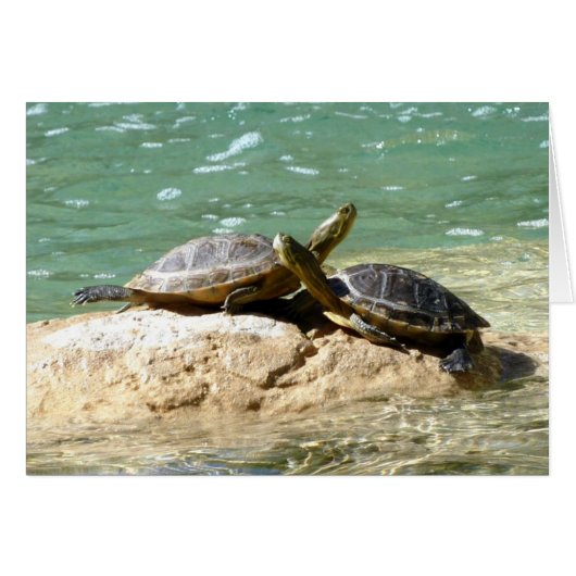 Turtle Love Cards (Front Horizontal)