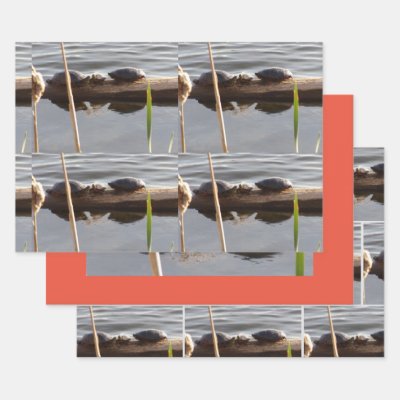 Turtle Lover Wrapping Paper Flat Shts Set of 3