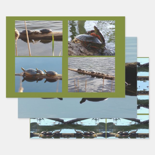 Turtle Lover Wrapping Paper Flat Shts Set of 3 (Set)