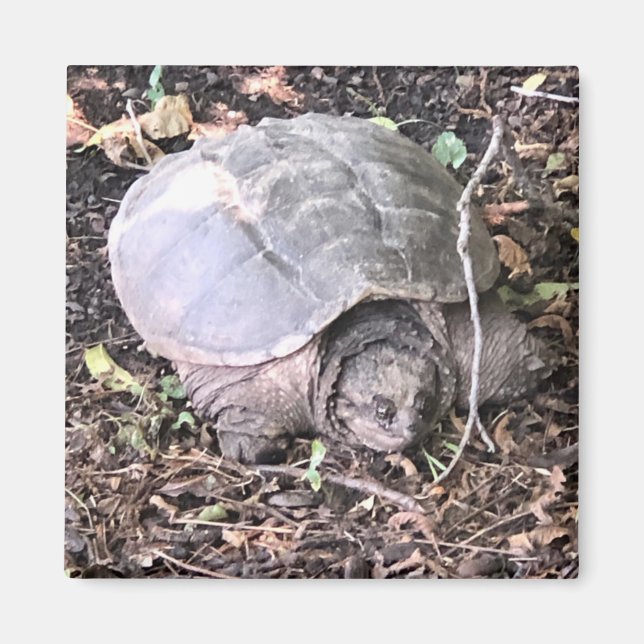 Turtle Magnet (Front)