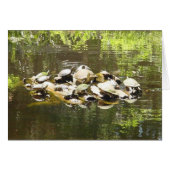 turtle networking (Front Horizontal)