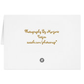 Turtle Note Card (Back Horizontal)