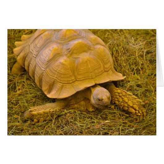 Turtle Note Card (Front Horizontal)