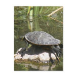 Turtle on a Rock Postcard