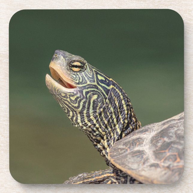 Turtle on LaChute River Beverage Coaster (Front)