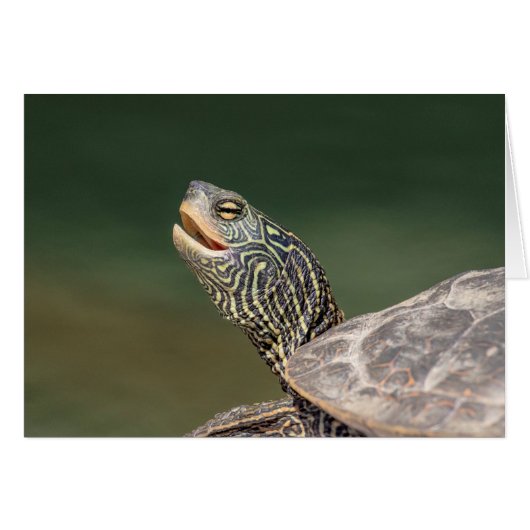 Turtle on LaChute River Cards (Front Horizontal)
