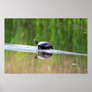 Turtle on Log Poster