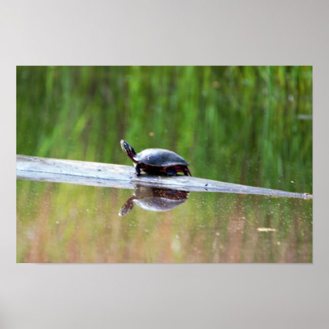 Turtle on Log Poster (Front)