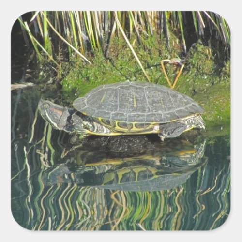 Turtle on Rock Water Reflection Photo Wildlife Square Sticker