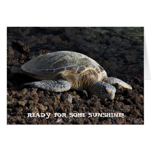 Turtle on the Lava Cards (Front Horizontal)