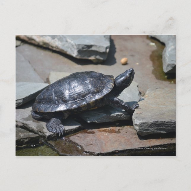 turtle on the rocks postcard (Front)