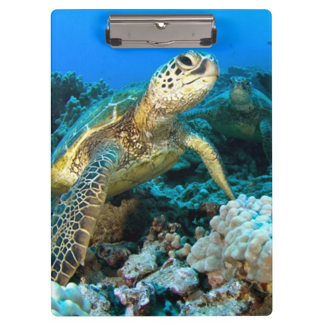 Turtle Pair Clipboard (Front)