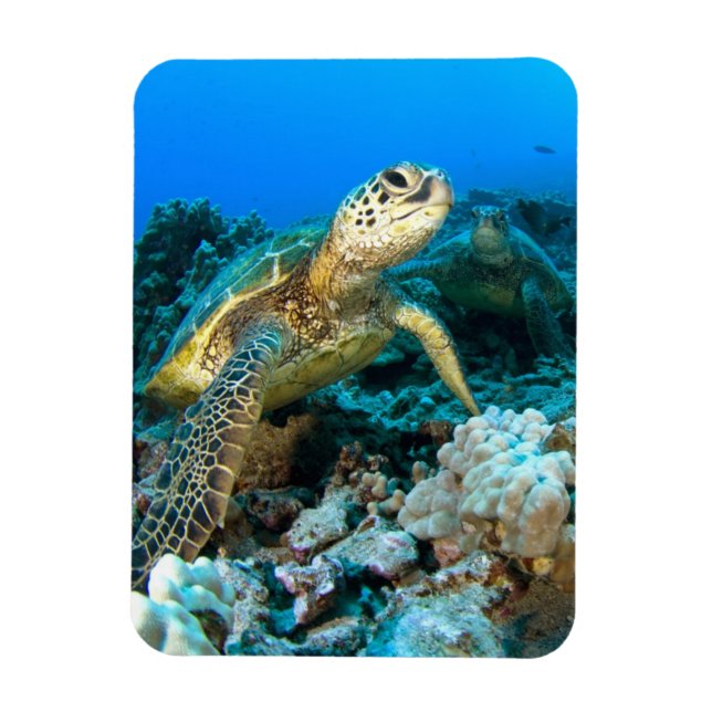 Turtle Pair Magnet (Vertical)
