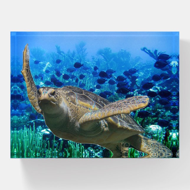 Turtle Paperweight (Front)