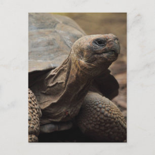 Turtle photo postcard